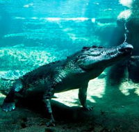 WILD LIFE Sydney Zoo - Attractions