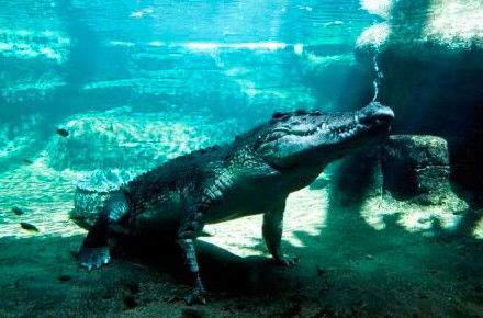 WILD LIFE Sydney Zoo - Attractions 0