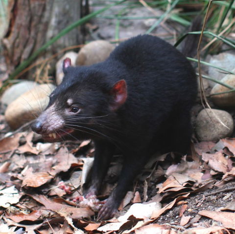 WILD LIFE Sydney Zoo - Attractions 5