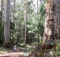 Warren River Loop Walk - Attractions