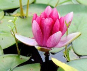 The Lotus Day Spa And Retreat - Attractions 0
