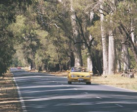 Ludlow Tuart Forest - Attractions 0