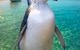 Penguin Island - thumb 0