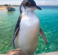 Penguin Island - Attractions