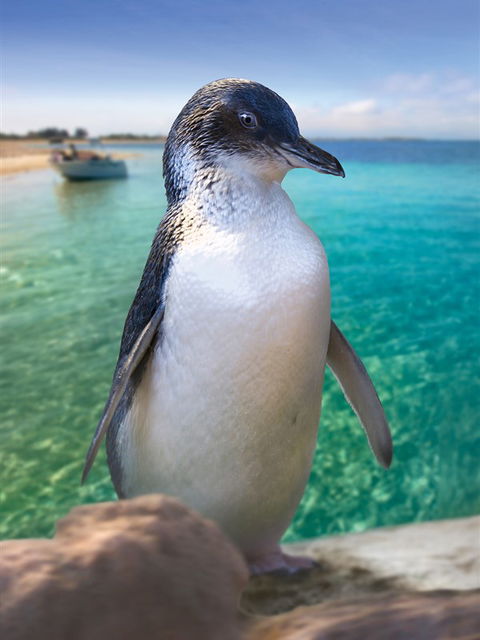 Penguin Island - Attractions 0