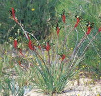 Kalbarri Wildflower Centre - Attractions