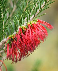 Ethel Daw Scenic Drive Ravensthorpe