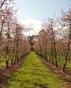 Raeburn Orchards - Attractions 0