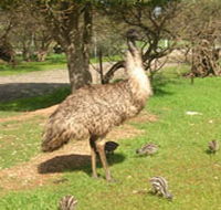 Minlaton Fauna Park - Attractions