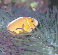 Rowley Shoals - Attractions