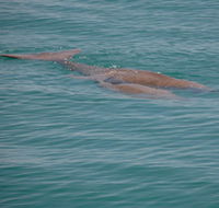 Dugongs - Attractions
