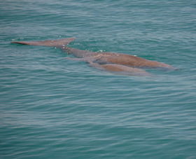 Dugongs - Attractions 0