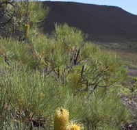 Lesueur Walk Trail Mount Lesueur - Attractions