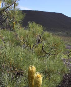 Lesueur Walk Trail, Mount Lesueur - Attractions 0