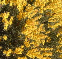 Dalwallinu Remnant Bushland - Attractions