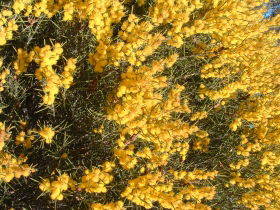 Dalwallinu Remnant Bushland - Attractions 0