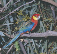 King River - Attractions