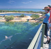 Shark Bay Marine Park - Attractions