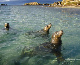 Shoalwater Islands Marine Park - Attractions 0