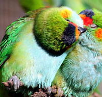 Rainbow Jungle - The Australian Parrot Breeding Centre - Attractions