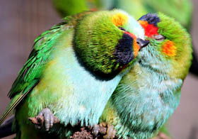 Rainbow Jungle - The Australian Parrot Breeding Centre - Attractions 0