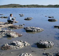 Lake Thetis Stromatolites - Attractions