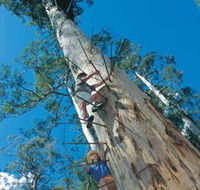 Dave Evans Bicentennial Tree - Attractions