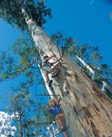 Dave Evans Bicentennial Tree - Attractions 0