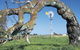 Greenough Leaning Trees - thumb 0