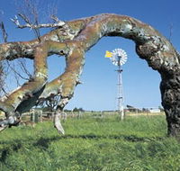 Greenough Leaning Trees - Attractions