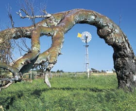 Greenough Leaning Trees - Attractions 0