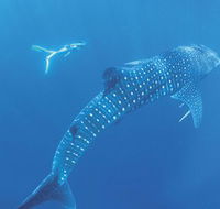 Ningaloo Marine Park - Attractions