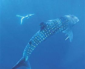 Ningaloo Marine Park - Attractions 0