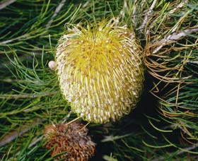 Gidgegannup WA Attractions