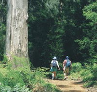 Gloucester Tree - Attractions