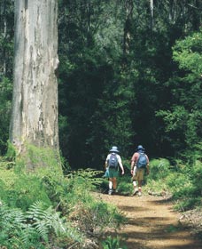 Gloucester Tree - Attractions 0