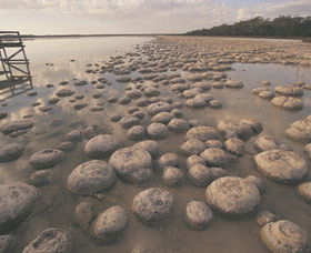 Yalgorup National Park - Attractions 0