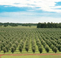 Fini Olives - Attractions