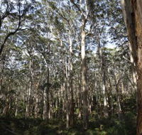 Boranup Karri Forest - Attractions