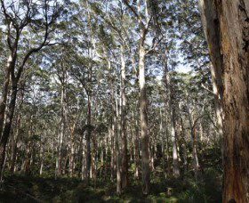 Boranup Karri Forest - Attractions 0