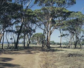 Lake Dumbleyung - Attractions 0