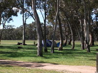 Book Naracoorte Accommodation Vacations Attractions Attractions