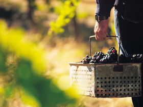 Burge Family Winemakers - Attractions 0