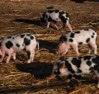 Will's Rare Breeds Farm - Attractions