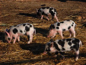 Will's Rare Breeds Farm - Attractions 0