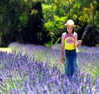 Brayfield Park Lavender Farm - Attractions
