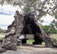 The Herbig Family Tree - Attractions