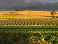 Kellermeister Wines