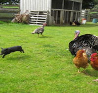 Echo Farm - Attractions