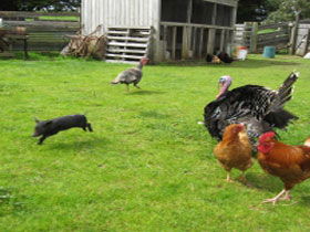 Echo Farm - Attractions 0